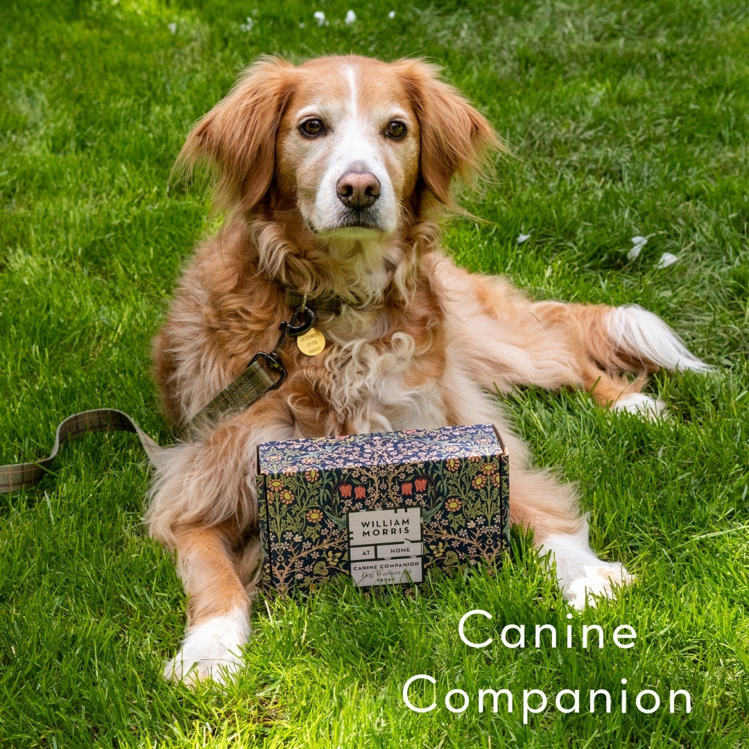 Canine Companion Dog Walkers Kit